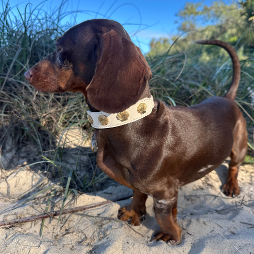 Beach Safety for Dogs: What Every Owner Should Know