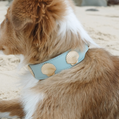 What Makes a High Quality Dog Collar?