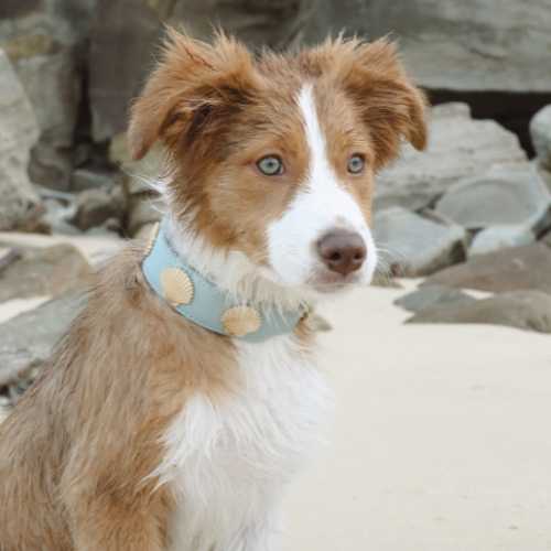 Coastal Collar in Blue & Gold