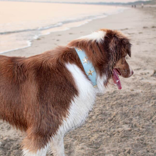 Starfish Collar in Blue & Gold