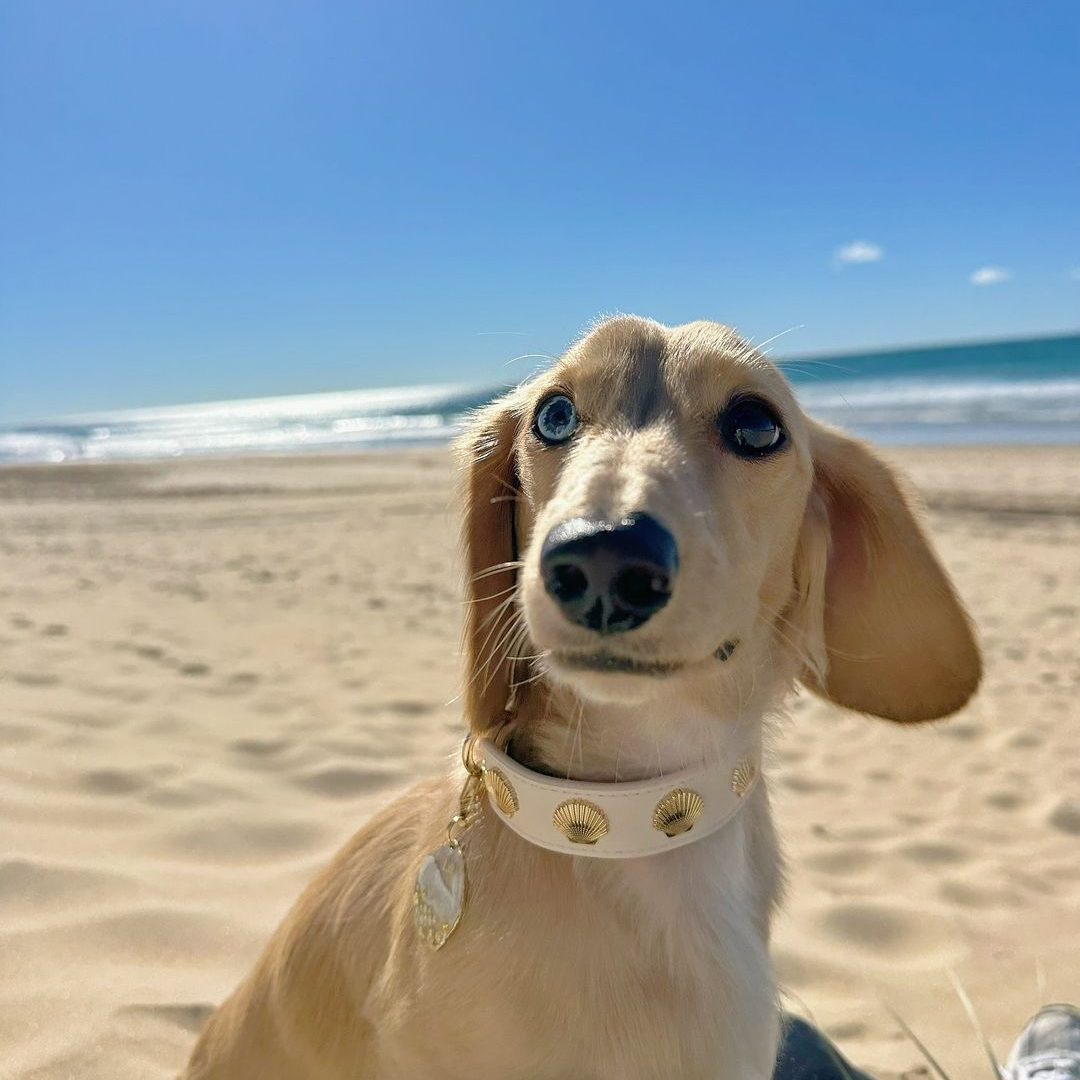 Coastal Collar in Beige & Gold
