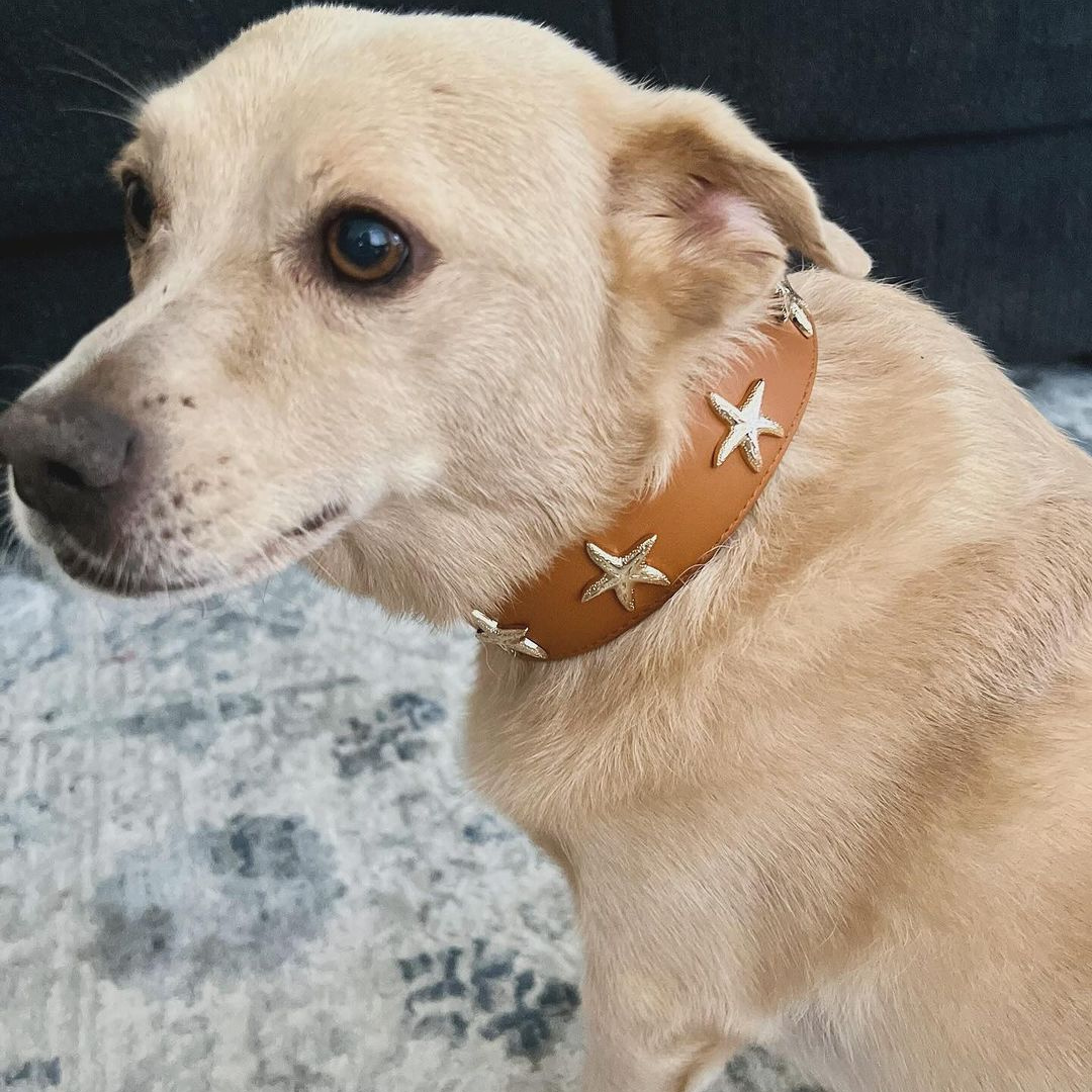 Starfish Collar in Tan & Gold