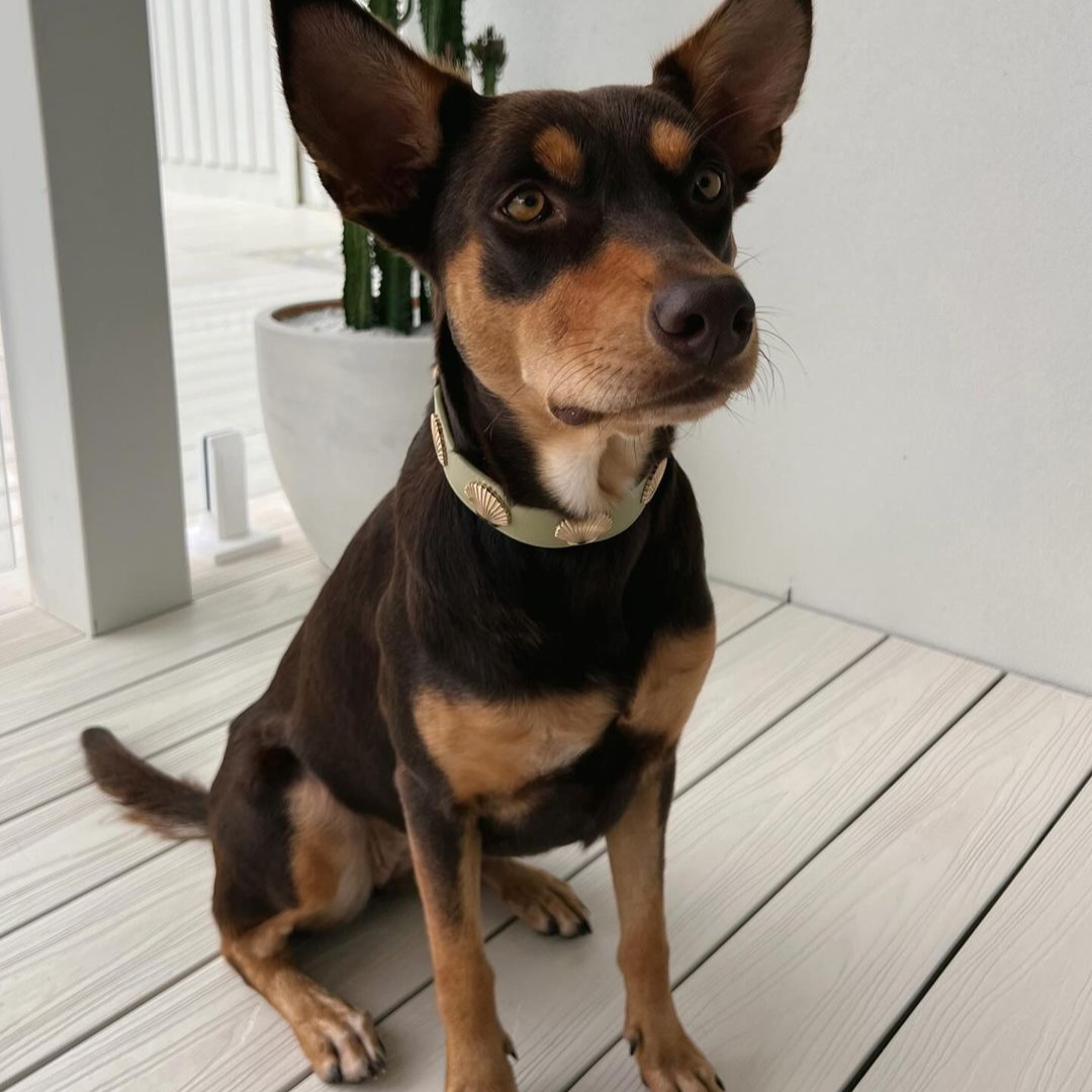 Coastal Collar in Sage & Gold