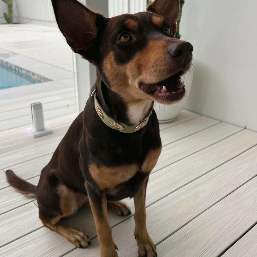 Coastal Collar in Sage & Gold