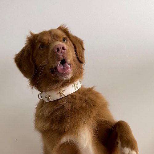 Starfish Collar in Beige & Gold