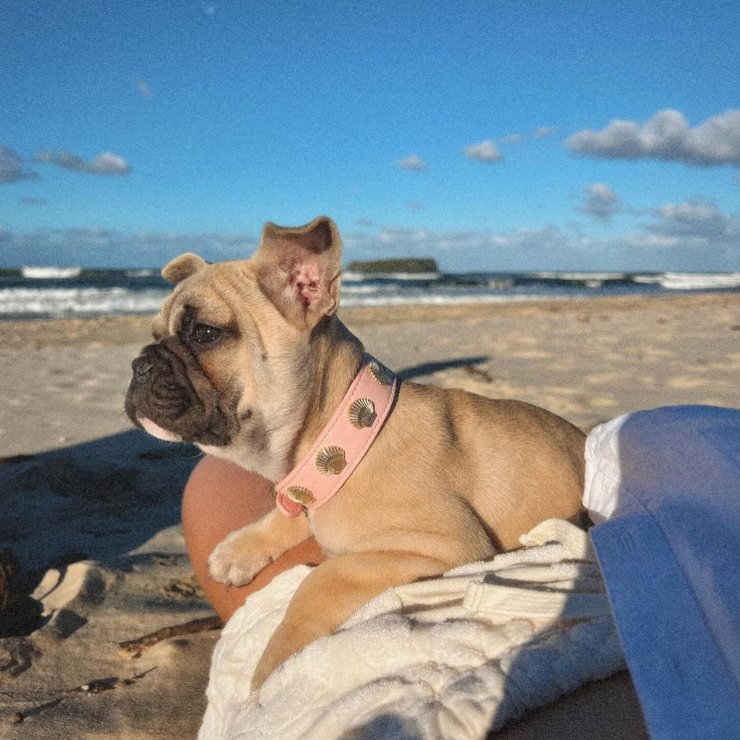 Coastal Collar in Pink & Gold