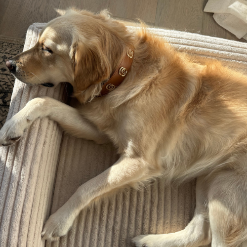 How Tight Should a Dog Collar Be? The Two Finger Rule Explained