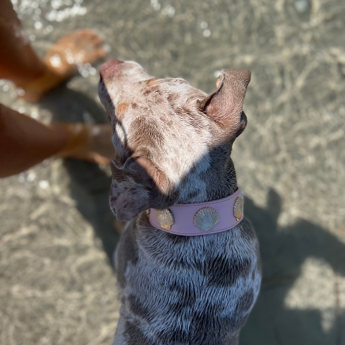 Do Dogs Feel More Secure Wearing a Collar?