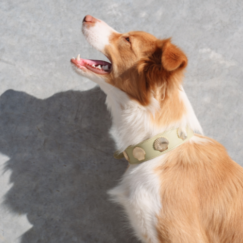 Daily Walk Routine: Why Dogs Thrive on Consistency