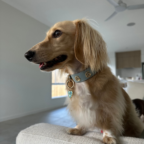 Swirl Collar in Blue & Gold