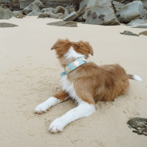 Coastal Collar in Blue & Gold