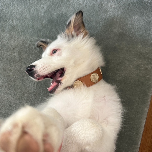 Coastal Collar in Tan & Gold
